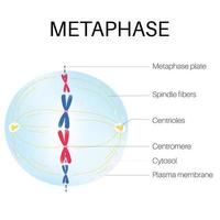 metafase es el fase de el célula ciclo. vector