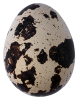 Quaglia uova isolato per design png