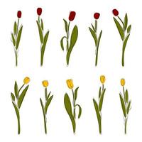 Set of hand drawn tulips with line and colored spots on an isolated background. Cut out elements of spring flowers for the design. Set of flower sketches in EPS format. Set flowers. vector