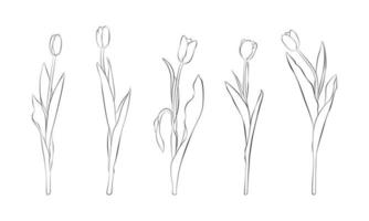 Set of tulips art line black and white drawing isolated. A hand drawn vector sketch of spring flowers. Cut out line of flowers.