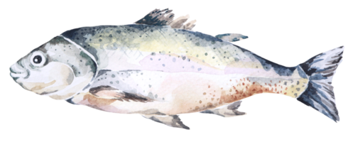 Fish salmon Watercolor.Food illustration for menu, restaurants.Fish fresh sea food.Sea creatures.Food ingredient. png