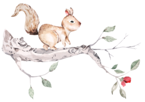 Cute brown squirrel illustration is climbing on the branches with watercolor.Twigs.Cartoon little wild animal.Suitable for nature invitation card background decoration. png