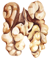 Watercolor walnut.Grain protein.Peeled Walnut. png