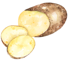 Hand drawn watercolor painting of potato.Hand drawn vegetable illustration.Cooking ingredients.Cut into pieces.Potato sliced. png