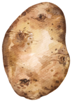 acuarela patata 1 png