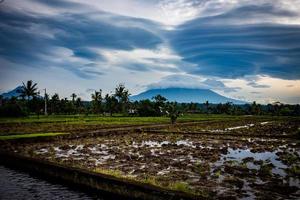 Indonesian Rice Patty in the morning with interesting clouds photo