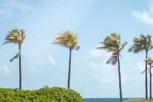 Palm Trees in the Tropics photo