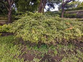 A Cornus alba plant photo