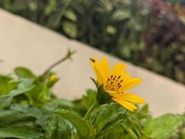 A close up of Sphagneticola trilobata flower photo