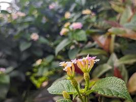 A close up of lantana camara photo