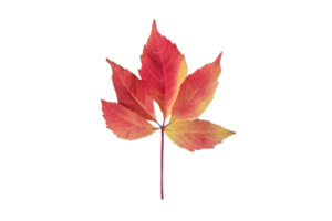 Red leaf tree isolated on a transparent background png