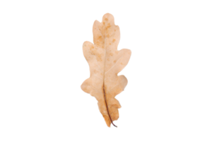 Dried leaf isolated on a transparent background png