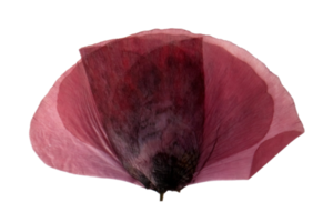 Red dried flower isolated on a transparent background png
