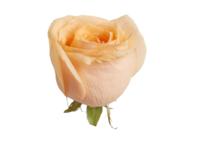 Rose isolated on a transparent background png