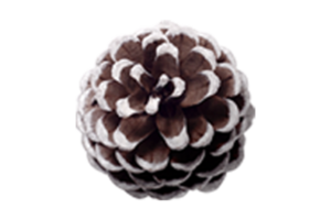 Brown pine cone isolated on a transparent background png