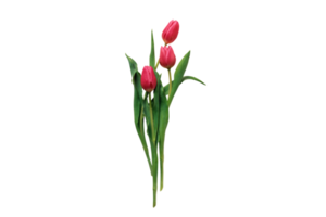 Pink flower isolated on a transparent background png