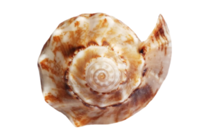 beige coquille isolé sur une transparent Contexte png