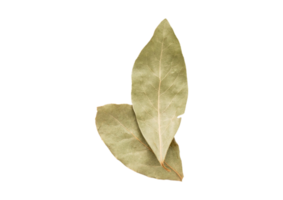 Dried leaves isolated on a transparent background png