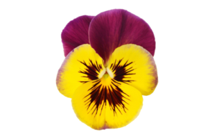 Jaune fleur isolé sur une transparent Contexte png