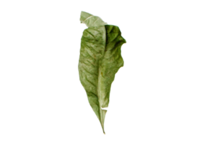 séché feuille isolé sur une transparent Contexte png