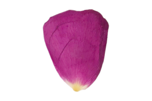 rosa kronblad av ro isolerat på en transparent bakgrund png