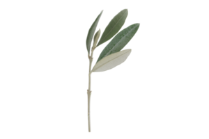 Green olive branch isolated on a transparent background png