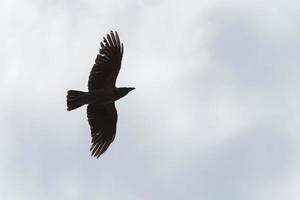 crow flying in a cloudy sky photo