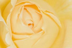 close up of yellow rose photo