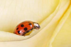 red ladybird sitting on petal of yellow rose photo