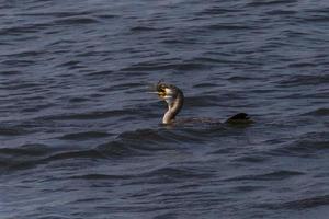 great cormorant swimming in river and eating fish photo