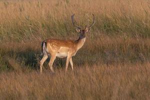 spotted deer standing in dry grass photo