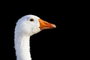 close up of white goose isolated on black photo