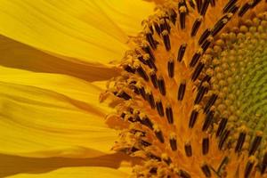 cerca arriba de girasol cabeza foto