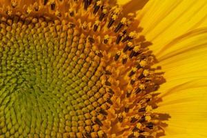 close up of sunflower head photo