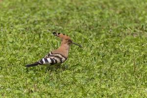 close up of hoopoe standing in green grass photo