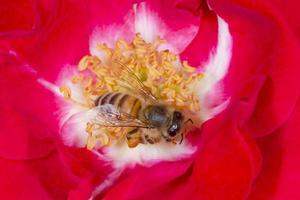 close up of bee collecting pollen inside red rose photo