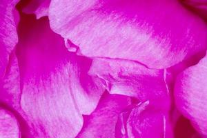 petals of purple peony flower photo