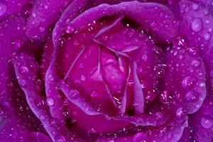 violet rose covered with red rain drops photo