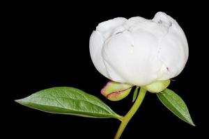 close up of white peony blossom isolated on black photo