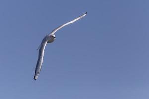 common gull flying in a blue sky photo