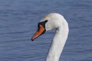 close up of head of white swan photo