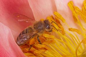 close up of bee collecting pollen inside pink peony photo