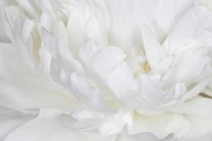 petals of white peony flower photo