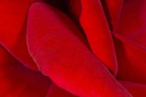 close up of petals of dark red rose photo