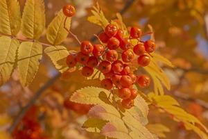 branch of rowan tree at fall photo