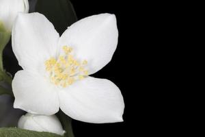 close up of jasmine blossom against black photo