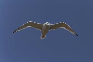 seagull flying in a clear blue sky photo