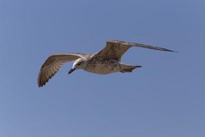 great black-backed gull flying in a blue sky photo