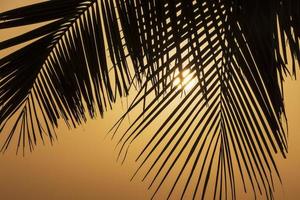 silhouette of palm tree leaves against rising sun photo