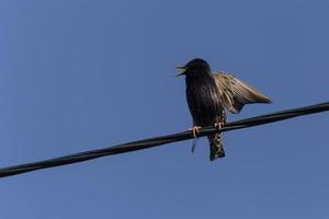 starling singing on wire against blue sky photo